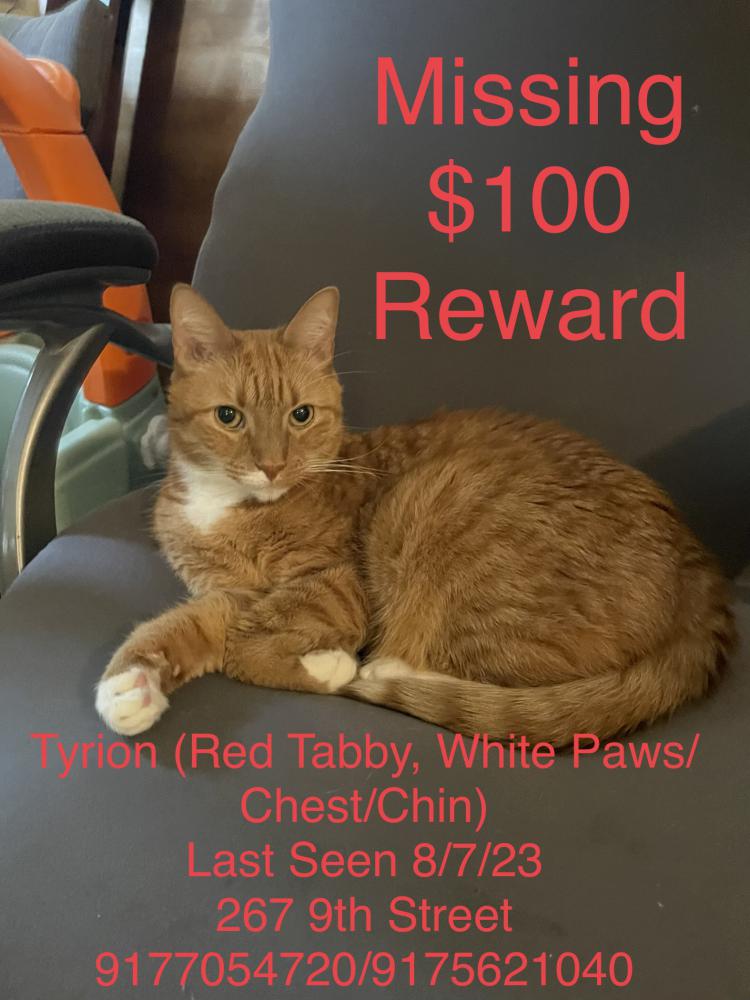 Image of Tyrion, Lost Cat
