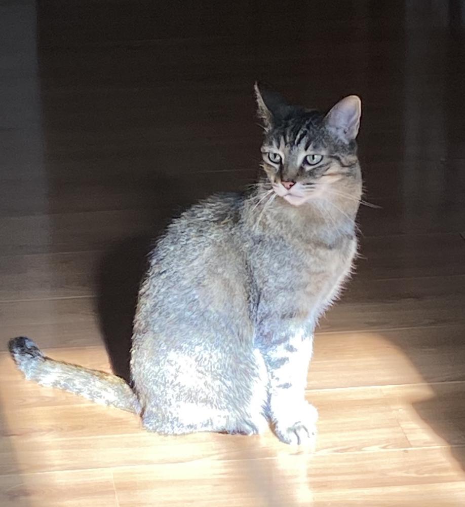 Image of Lilo, Lost Cat