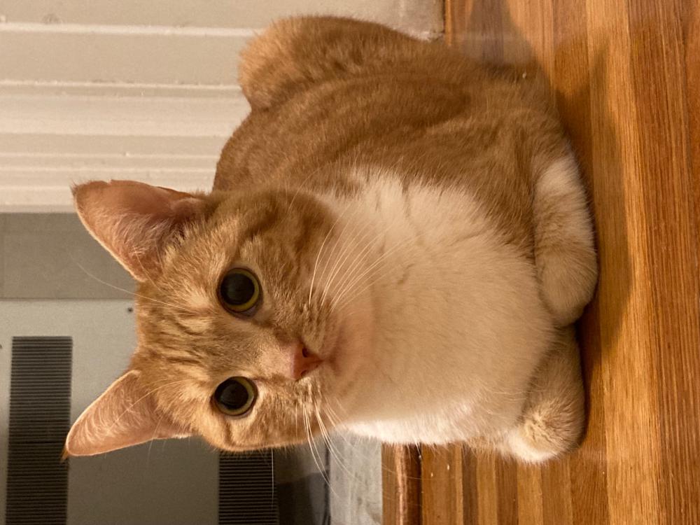 Image of Scully, Lost Cat