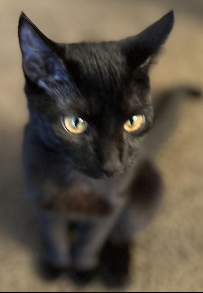 Image of Black-Black, Lost Cat