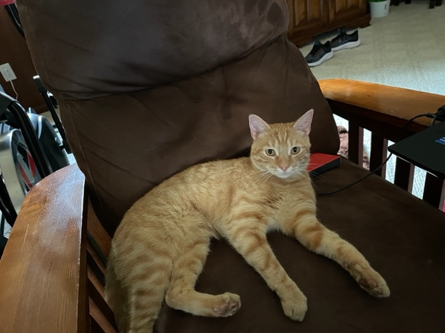 Image of RED, Lost Cat