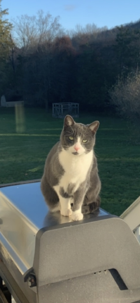 Image of Dale, Lost Cat