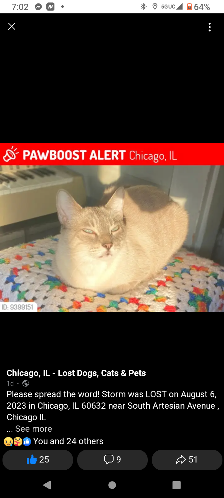Image of Storm, Lost Cat