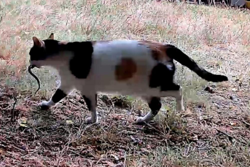 Image of Purrsimmon, Lost Cat