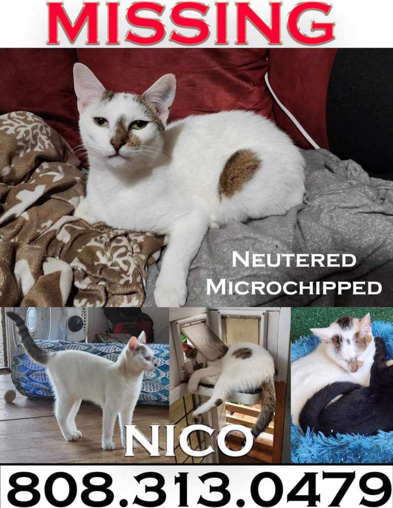 Image of Nico, Lost Cat