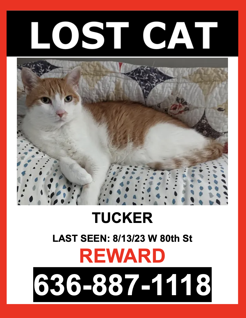 Image of TUCKER, Lost Cat
