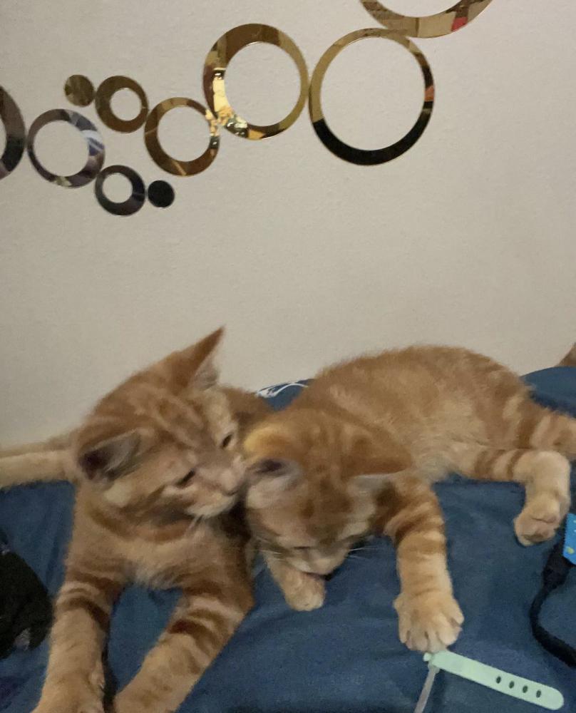 Image of Cheshire and Leo, Lost Cat