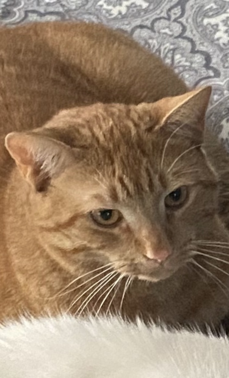 Image of wally, Lost Cat