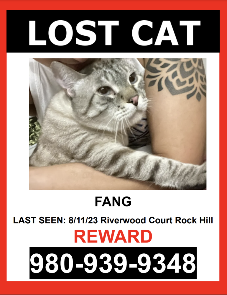 Image of Fang, Lost Cat