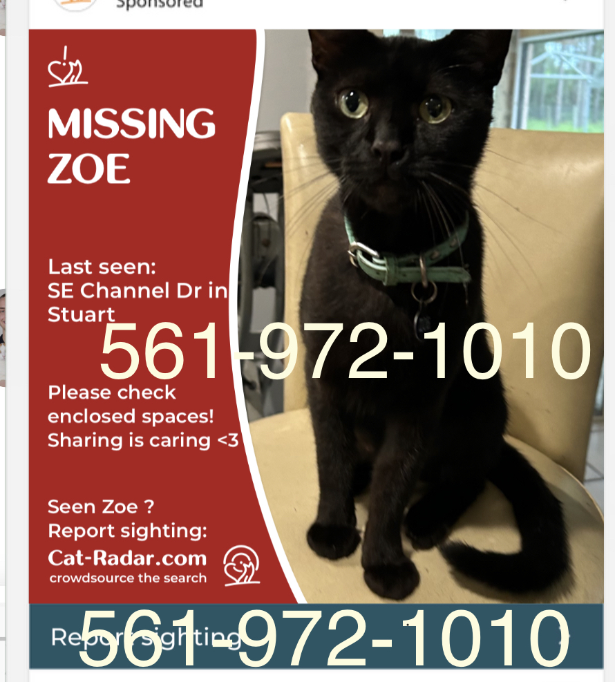 Image of Zoe, Lost Cat
