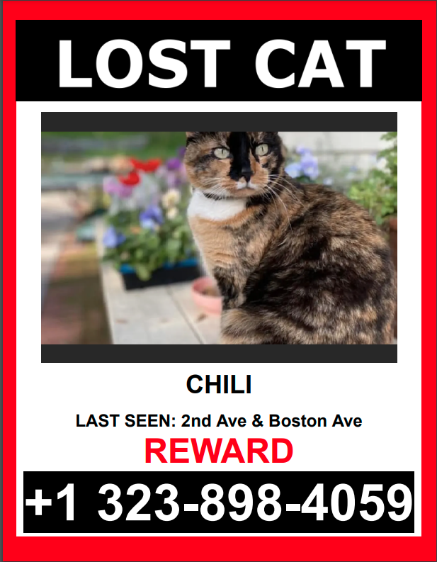 Image of Chili, Lost Cat