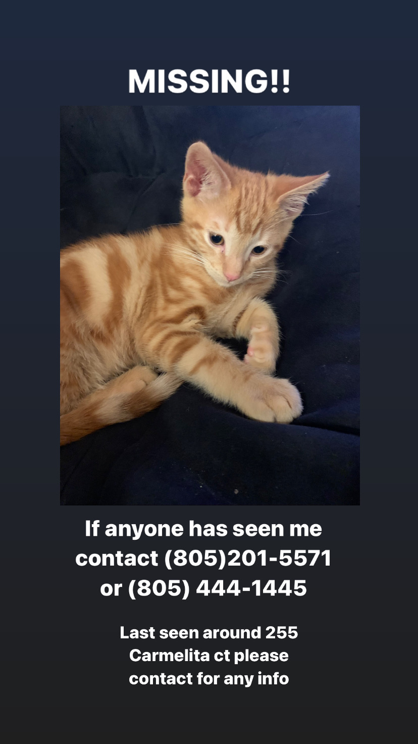 Image of Boots Lopez, Lost Cat