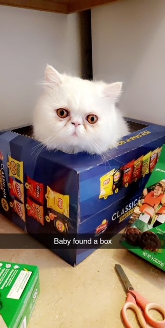 Image of Baby-Pretty Princess, Lost Cat
