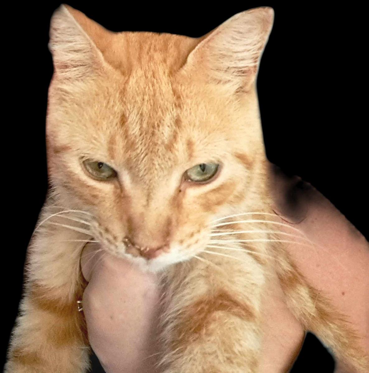 Image of Mr. Orange, Lost Cat