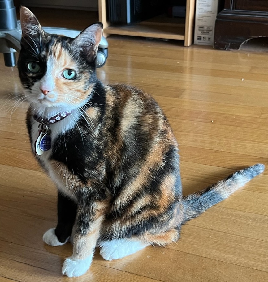 Image of Sierra, Lost Cat