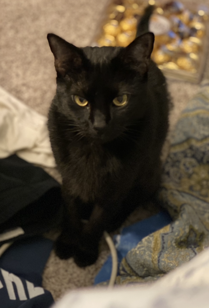 Image of Bright Eyes, Lost Cat