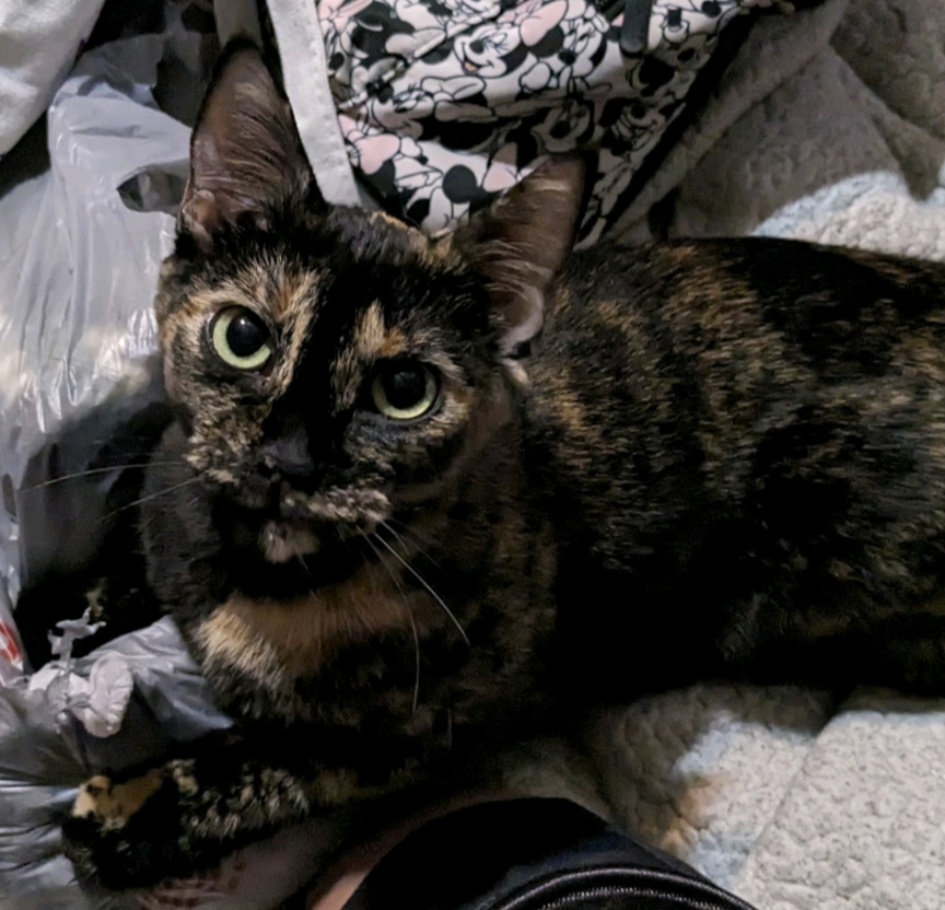 Image of Mama Coco , Lost Cat