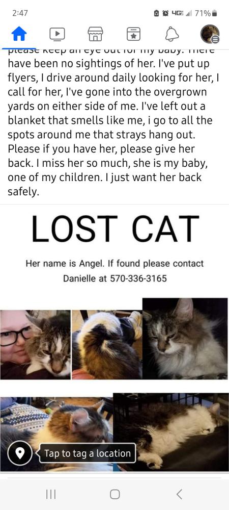 Image of Angel, Lost Cat