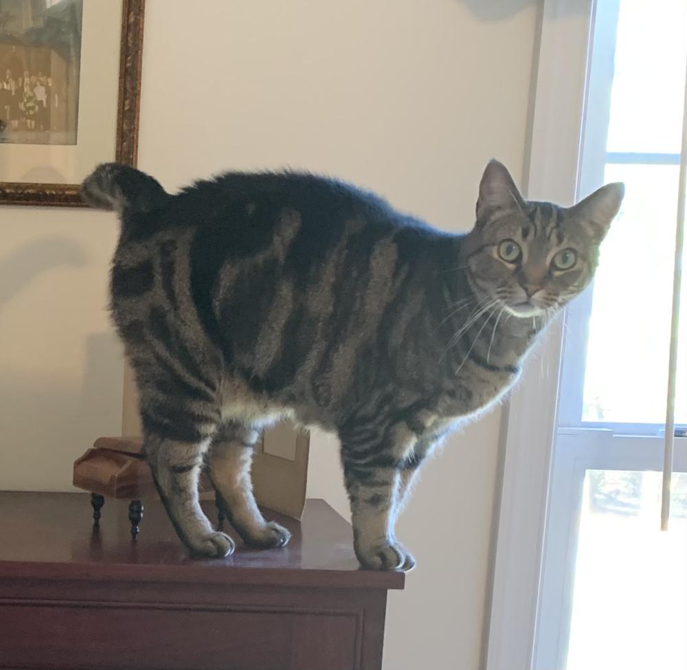 Image of Jolly Wallee, Lost Cat