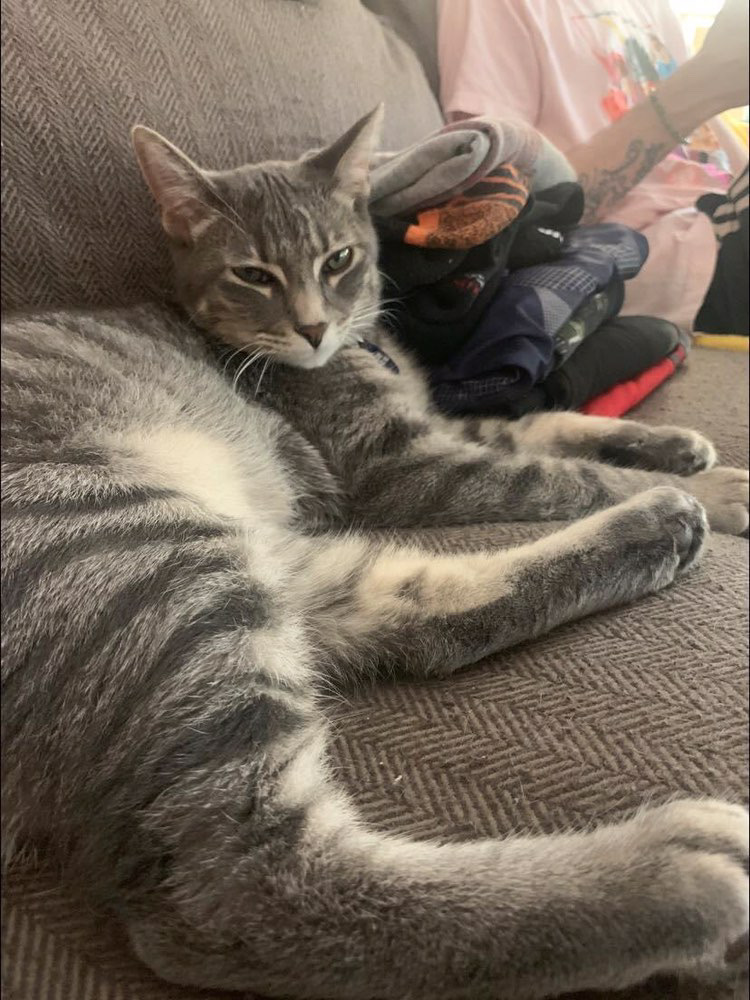 Image of Barry, Lost Cat