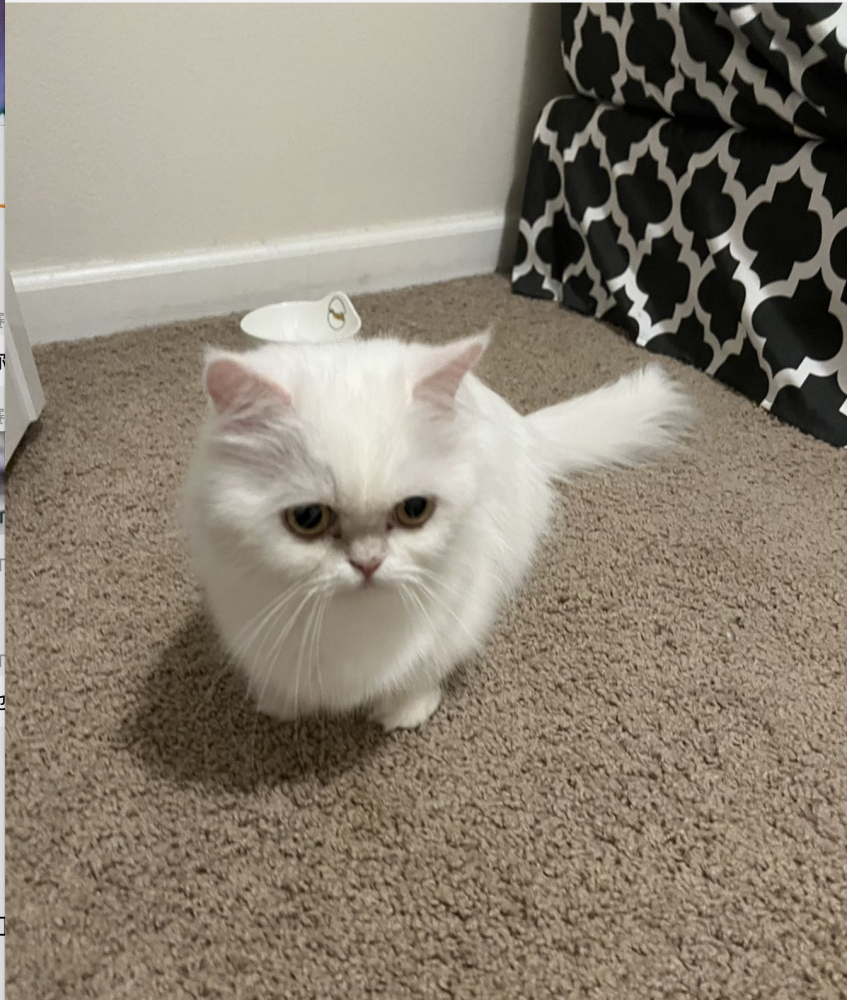 Image of Cammie, Lost Cat