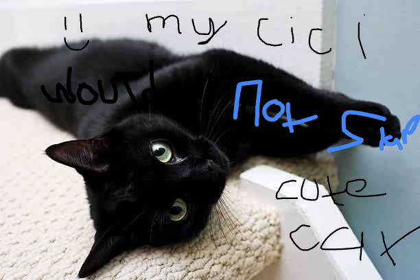 Image of cici, Lost Cat