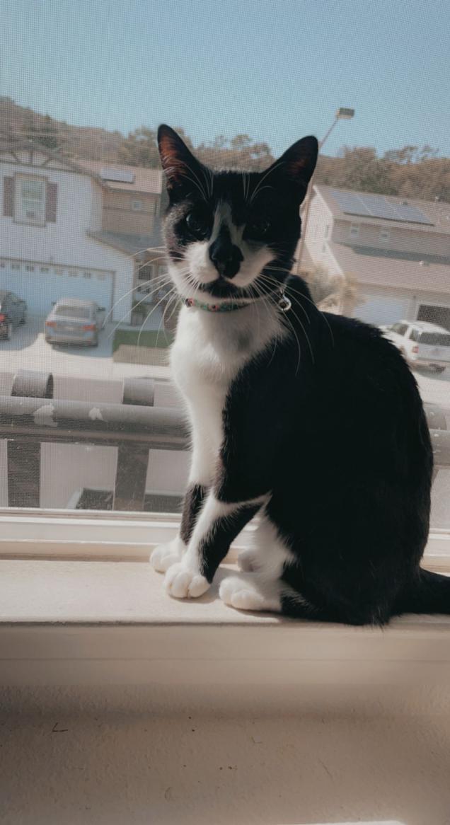 Image of SPENCER, Lost Cat