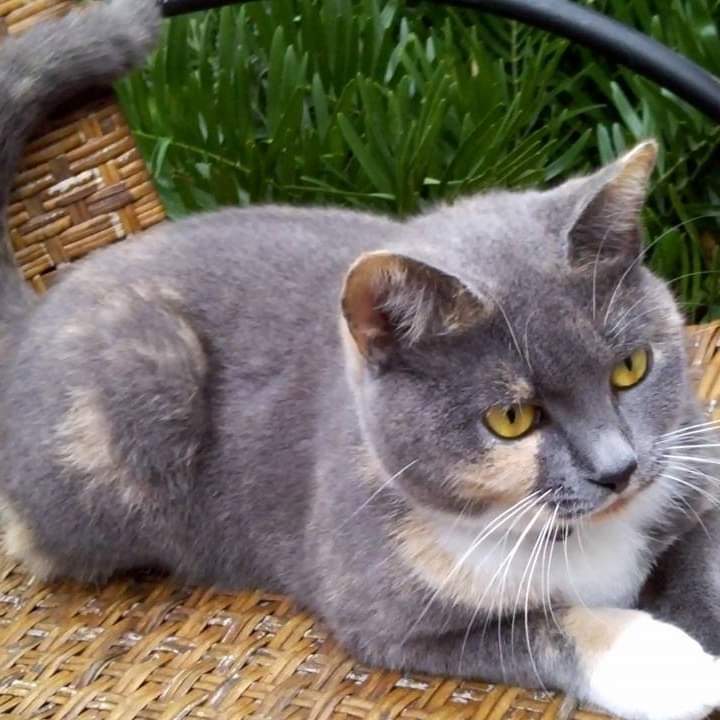 Image of Aleaha, Lost Cat