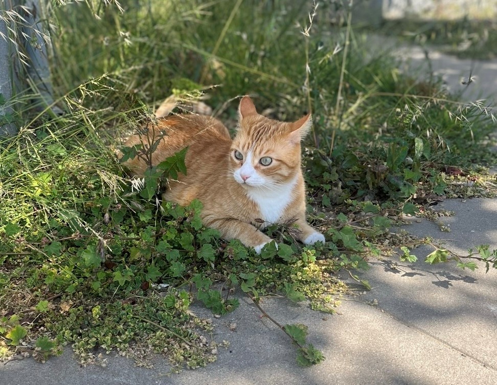 Image of Malcolm, Lost Cat