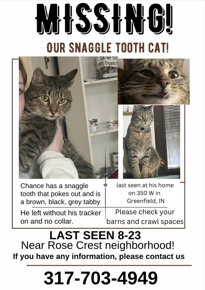 Image of Chance, Lost Cat