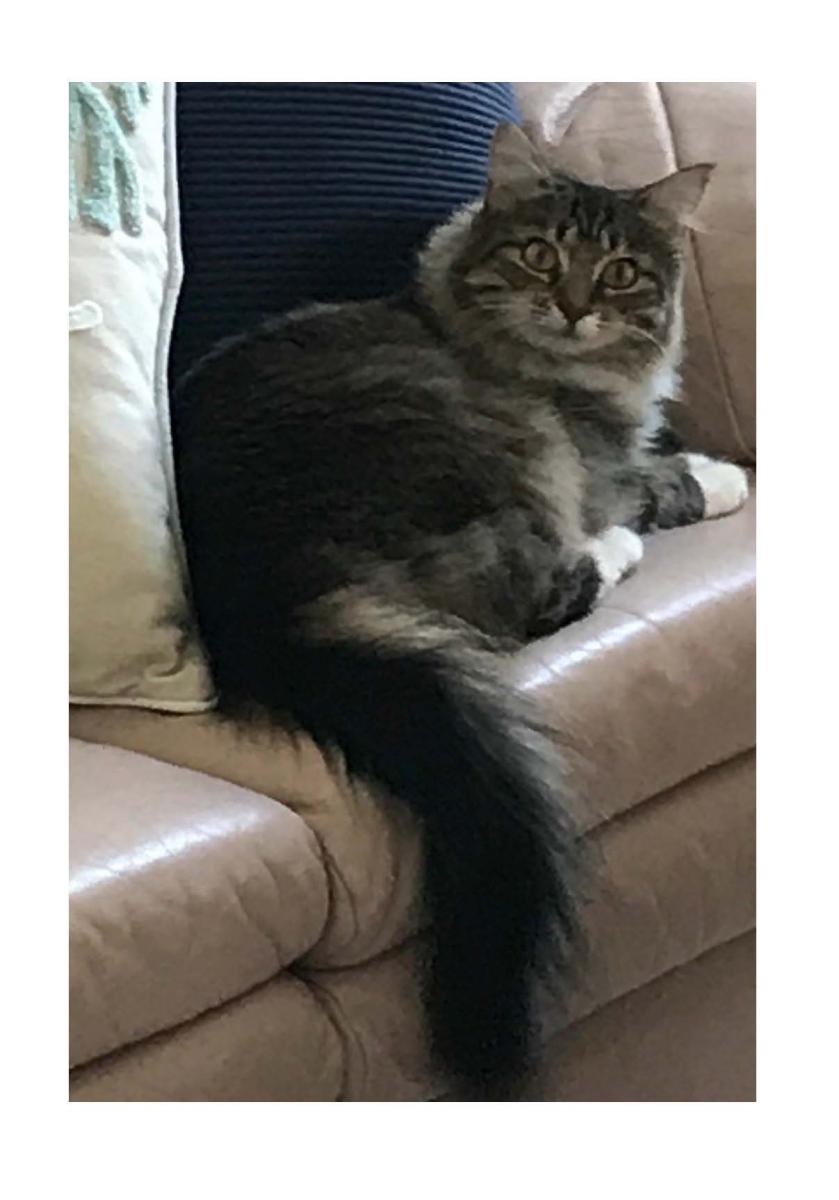 Image of Molly, Lost Cat
