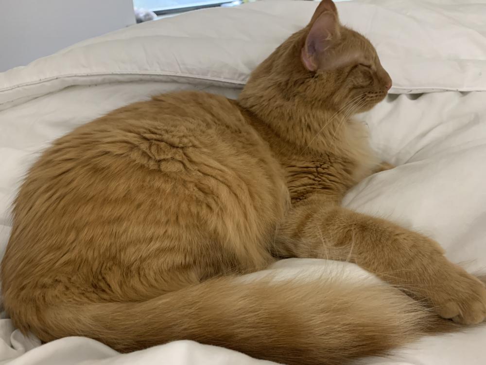 Image of Gryffin, Lost Cat