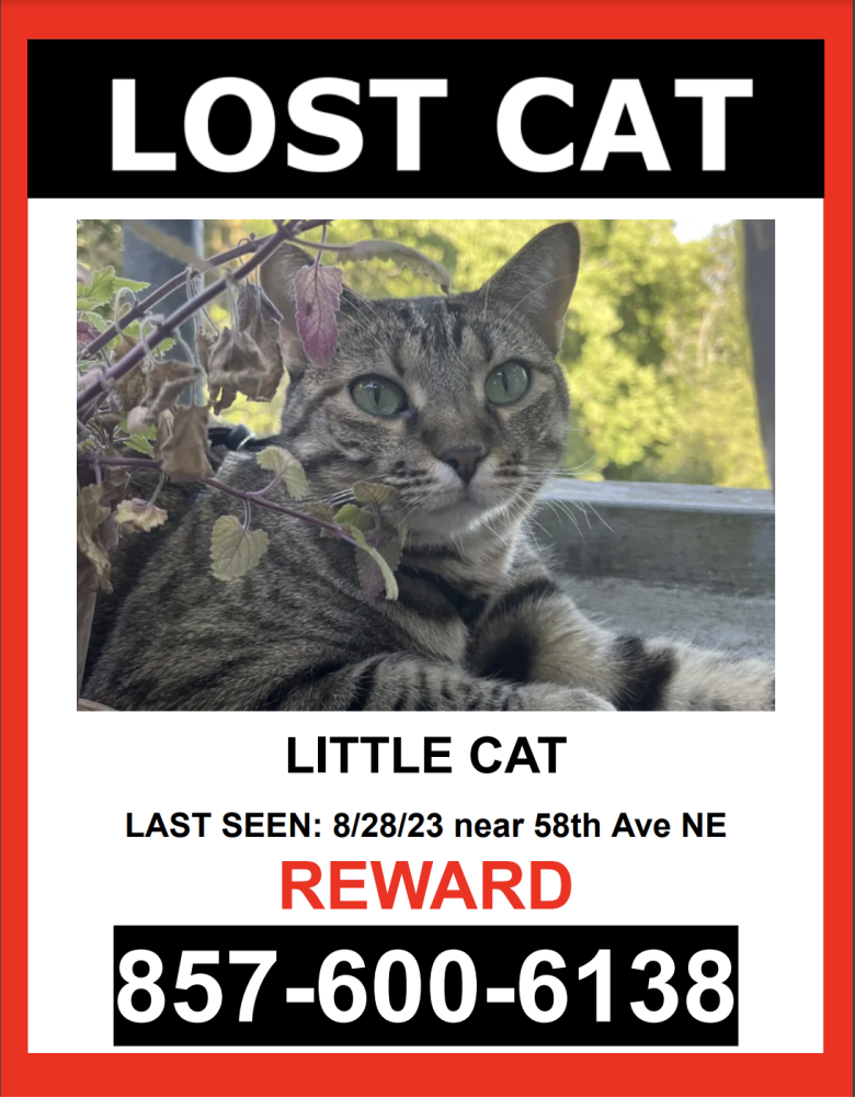 Image of LITTLE CAT, Lost Cat