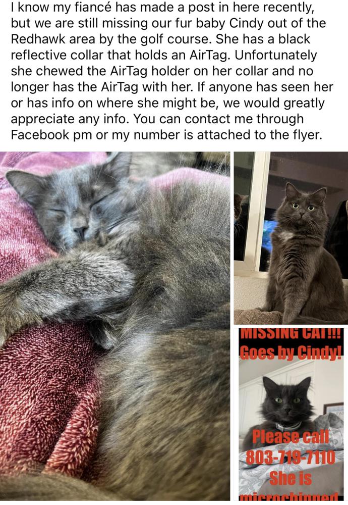 Image of Cindy, Lost Cat
