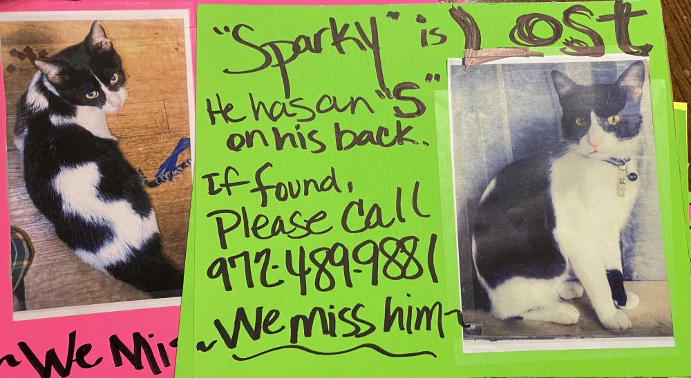 Image of Sparky Spark, Lost Cat