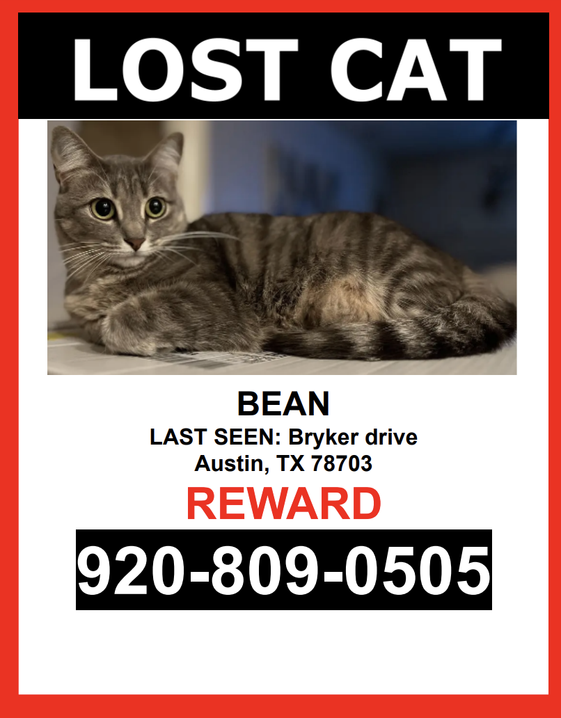 Image of BEAN, Lost Cat