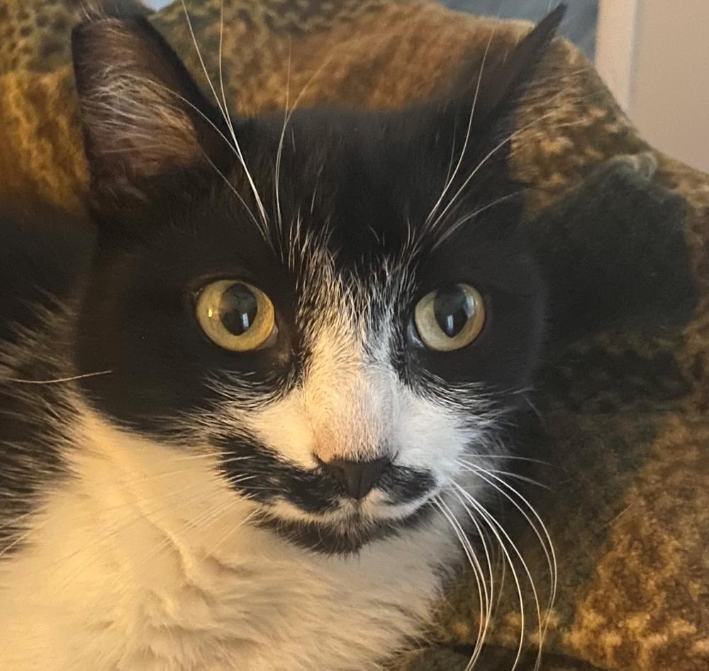 Image of Burt, Lost Cat