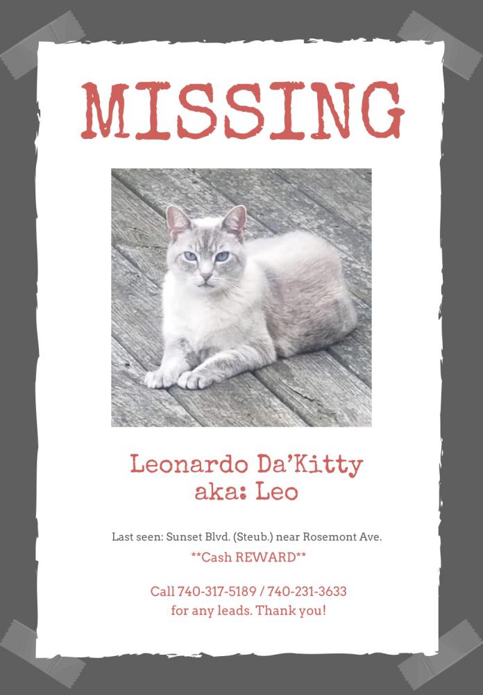 Image of Leonardo Da’Kitty, Lost Cat
