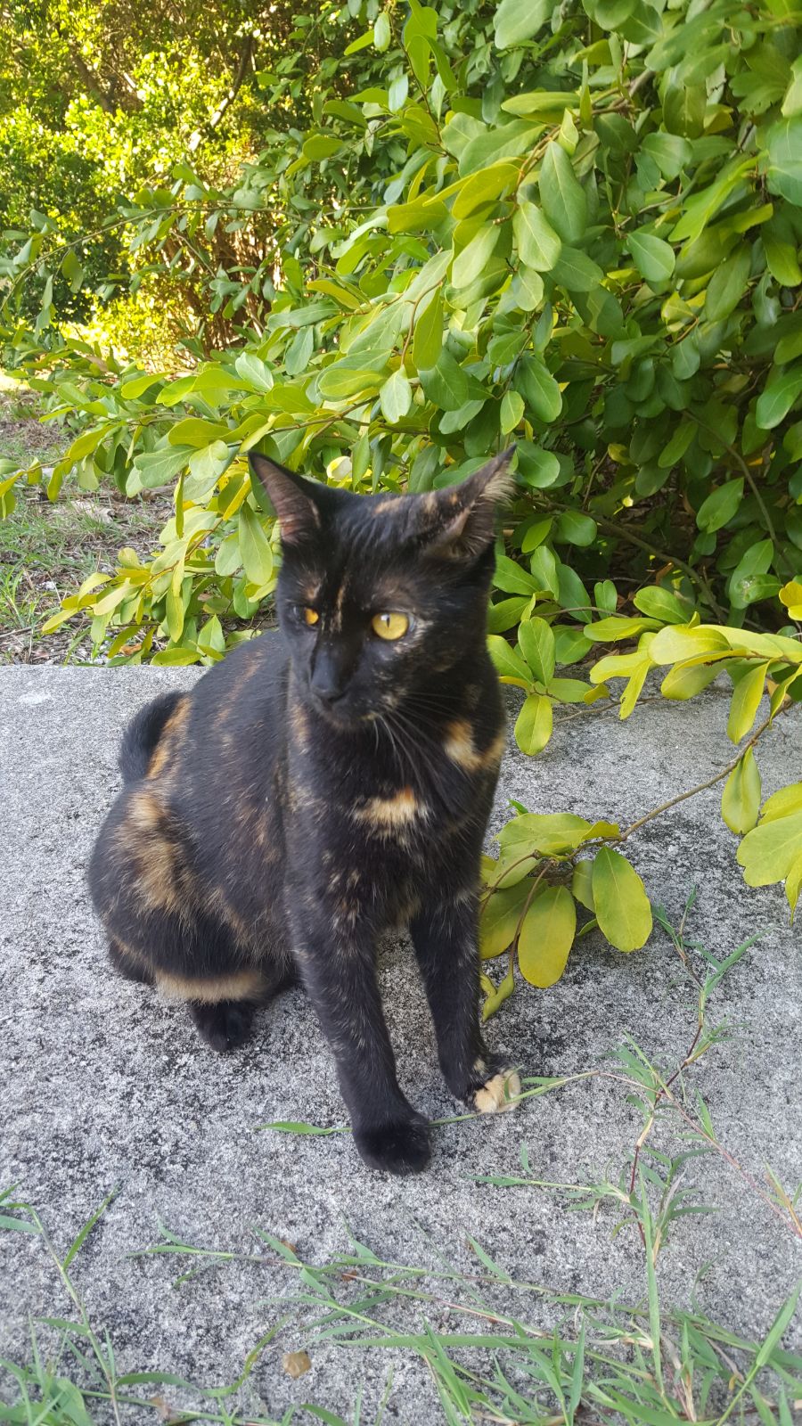 Image of Gigi, Lost Cat