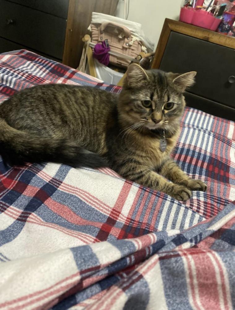 Image of Lúa is female tabby, Lost Cat