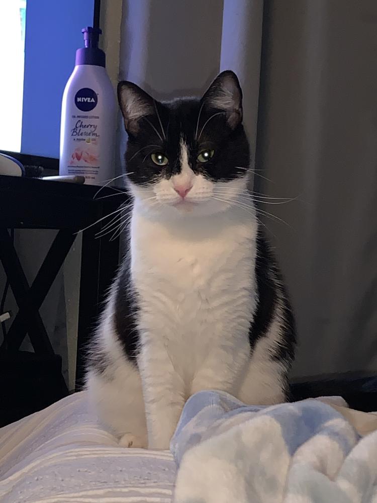Image of Lulu, Lost Cat