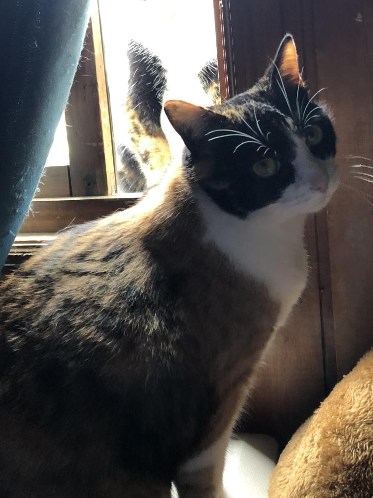 Image of Sylvia, Lost Cat