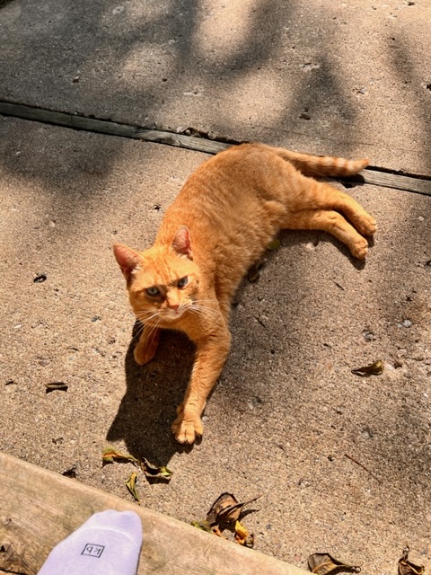 Image of Teemu, Lost Cat