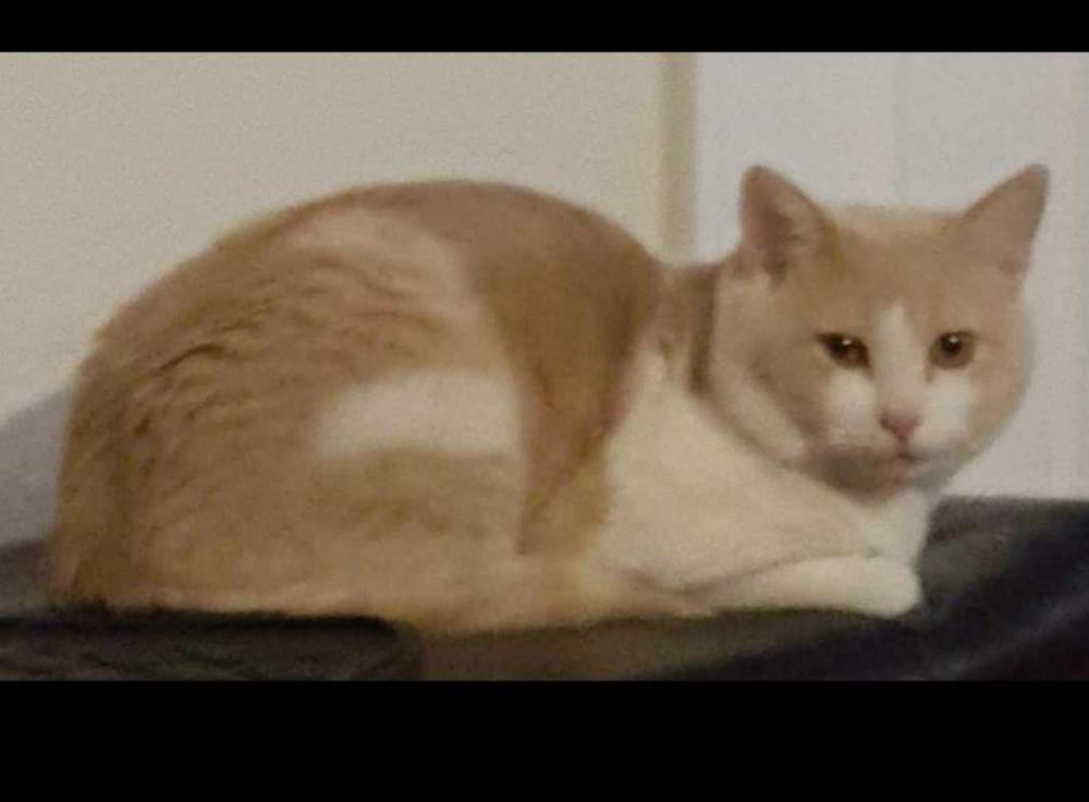 Image of kITTY, Lost Cat