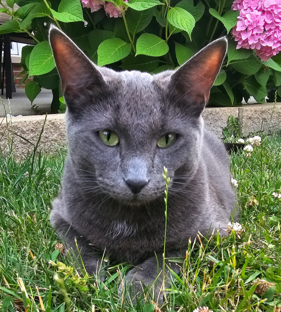 Image of Prince(piksi), Lost Cat