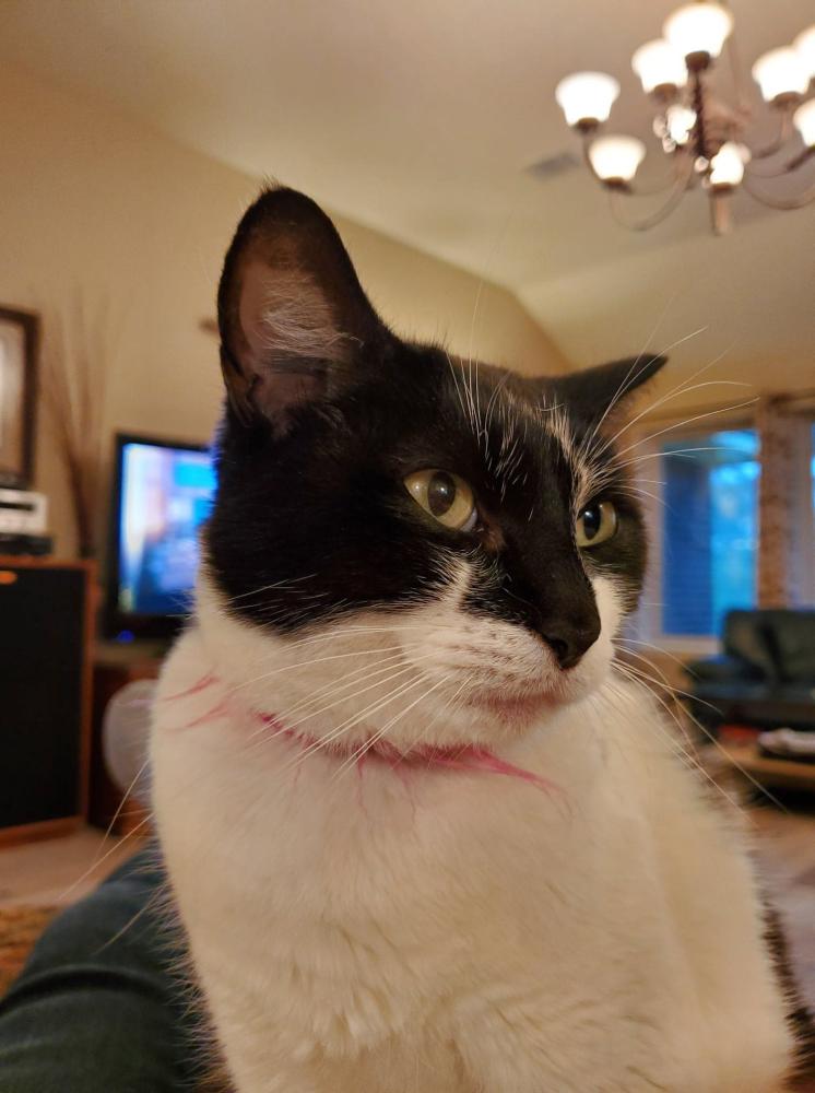 Image of Peppermint, Lost Cat