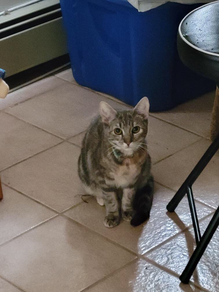 Image of Norma, Lost Cat