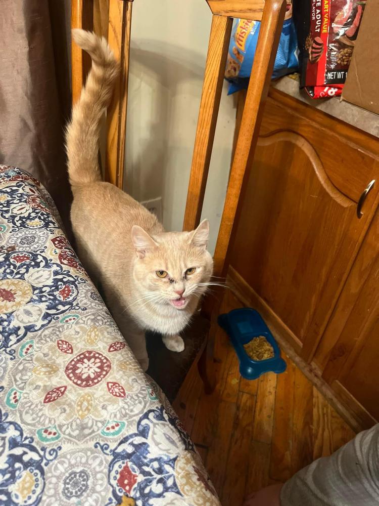Image of French toast, Lost Cat