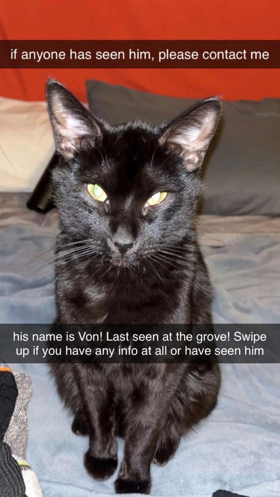 Image of Von, Lost Cat