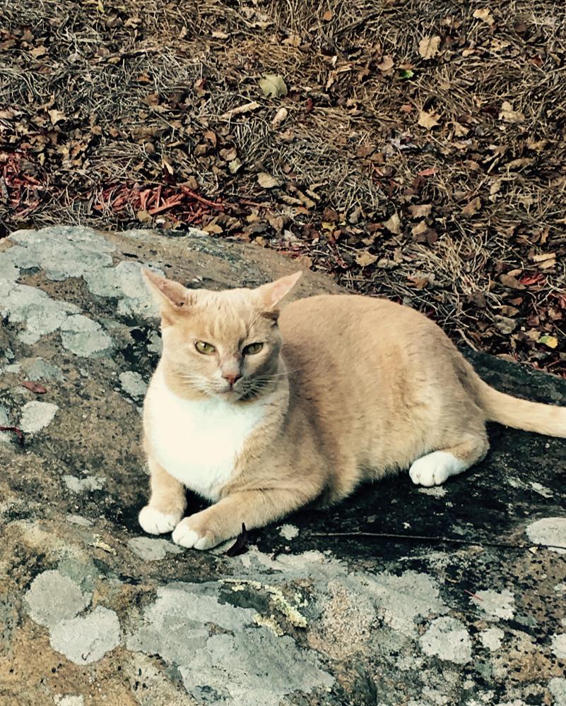 Image of Enzo, Lost Cat